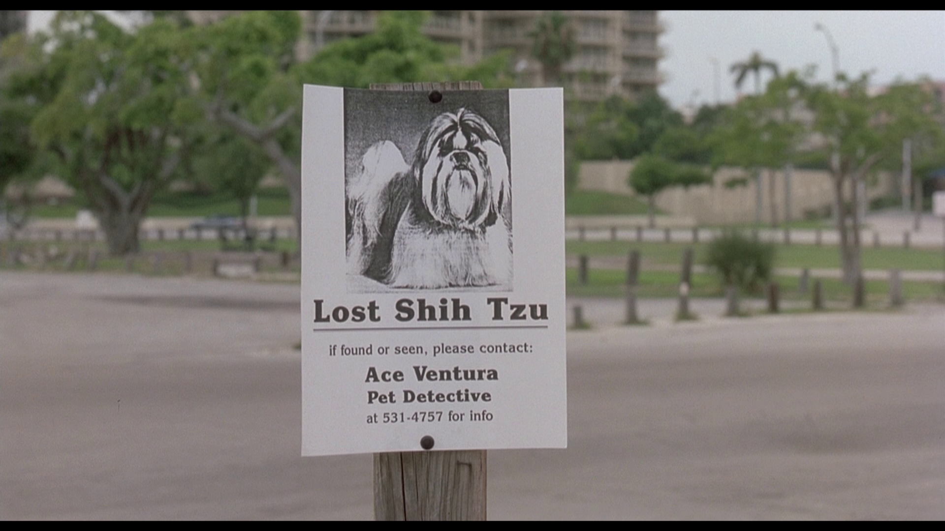 Lost Shih Tzu Flyer Ace Ventura Pet Detective